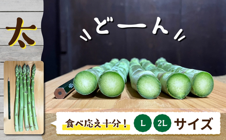 【先行受付2026年発送】農家直送！新鮮！夏獲れ太（L～2L）アスパラ約1.5kg（およそ35～50本）｜のららぼ農園　※2026年7月上旬～9月中旬発送予定
