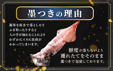 【期間限定】新鮮 朝獲れ 真イカ (剣先イカ）約1kg 真いか するめいか [m21-b015]