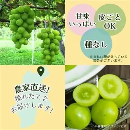 【先行受付】信州中野産 シャインマスカット 1.1kg以上(2～3房)【配送不可地域：離島・北海道・沖縄県・東北・中国・四国・九州】【1494233】