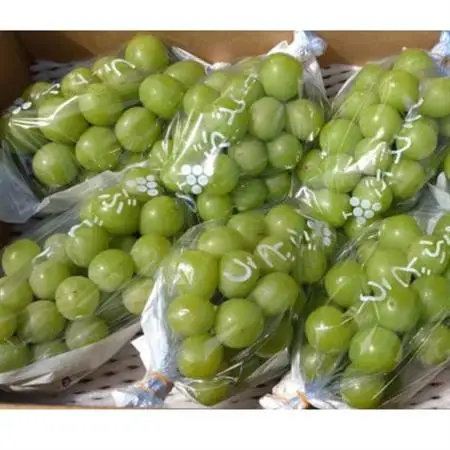 長野県中野市産ぶどう・シャインマスカット秀品 3kg箱 4～7房入り【配送不可地域：離島】【1494261】