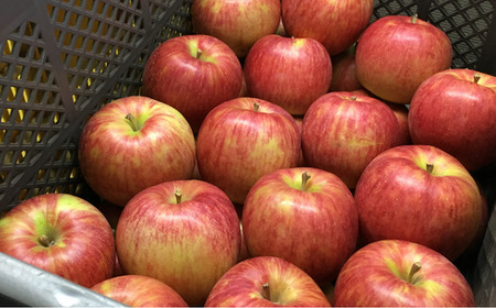 KR22 りんご つがる 約3kg 贈答 / 2026年8月下旬頃～配送予定 // 長野県 南信州 ギフト 贈答 リンゴ 林檎 つがる 農家直送 農家支援 産地直送