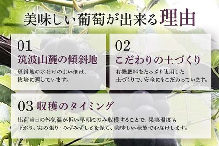 【数量限定・先行予約】 巨峰 約1.5kg（種あり） 《8月20日～9月30日発送予定》 ぶどう ブドウ 葡萄 果物 くだもの フルーツ（石岡市 小美玉市 共通返礼品）67-E