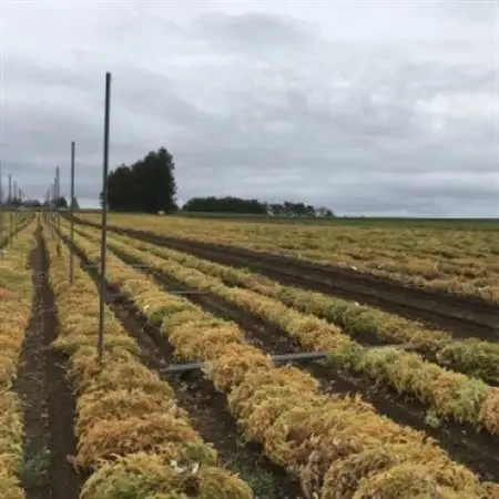北海道十勝帯広産 ながいも 10kg_野菜  いも イモ 芋_【配送不可地域：離島】【1497185】