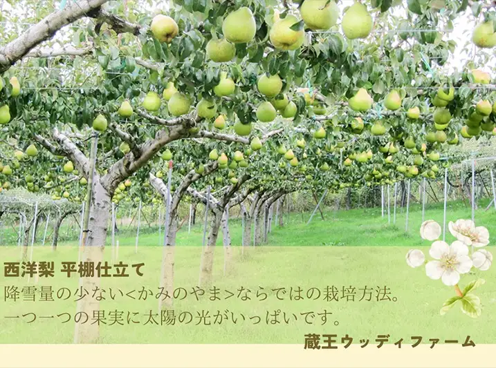 西洋梨3～4種食べ比べセット 5kg ご家庭用 0062-2604