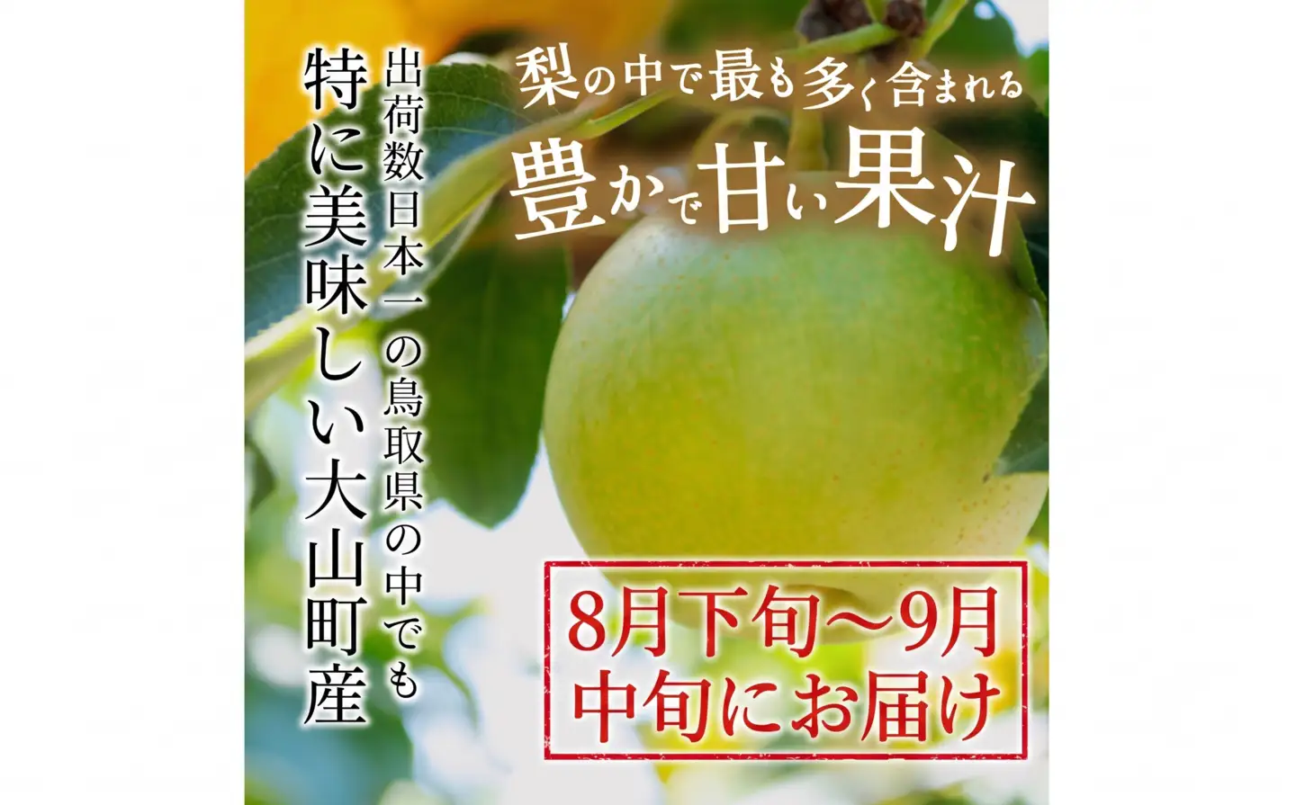 DS-24　二十世紀梨　3kg