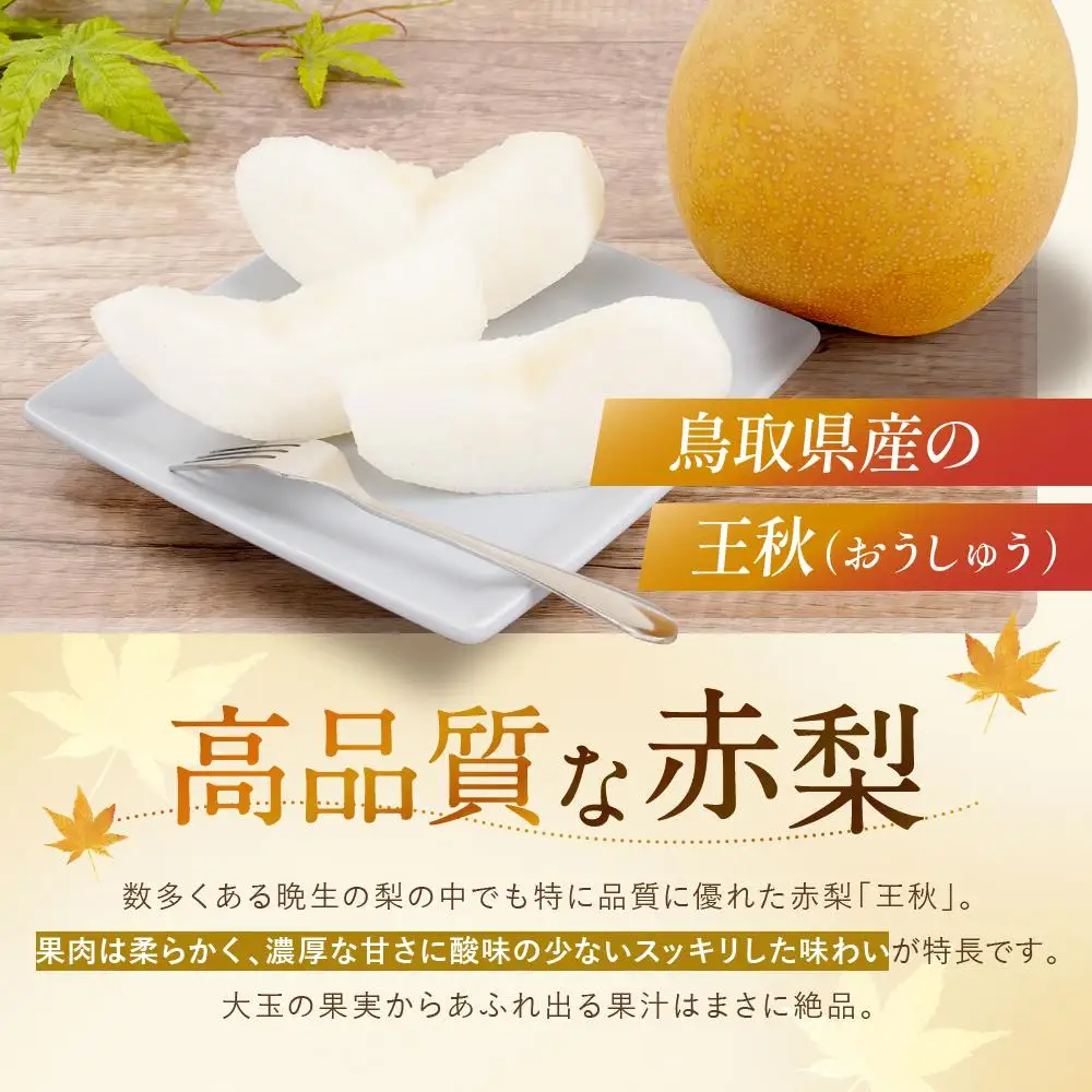 先行予約 数量限定 鳥取県産梨 王秋 3.5kg（5～6玉） 梨
