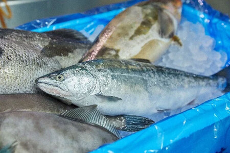 朝獲れ海の幸セット（旬の鮮魚、海藻などの詰合せ）