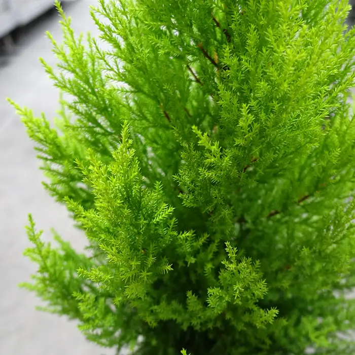 クリスマスツリーにぴったり ゴールドクレスト 6～7号鉢 コニファー 鉢植え No.045