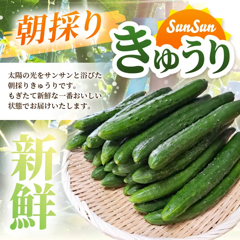 【先行予約】【訳あり】期間限定 太陽の光サンサンと浴びた「SunSun きゅうり」 1kg以上【2026年7月上旬以降順次発送】【胡瓜 野菜 漬物】】 [e35-a055]