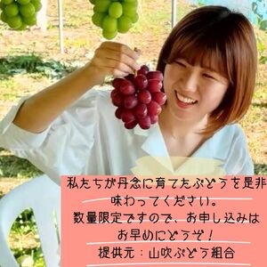 【南信州高森産】クイーンルージュTM１.2㎏＜2026年9月中旬より発送＞
