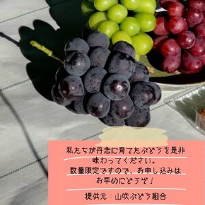 【南信州高森産】ピオーネ約2kg〈2026年9月中旬より発送〉