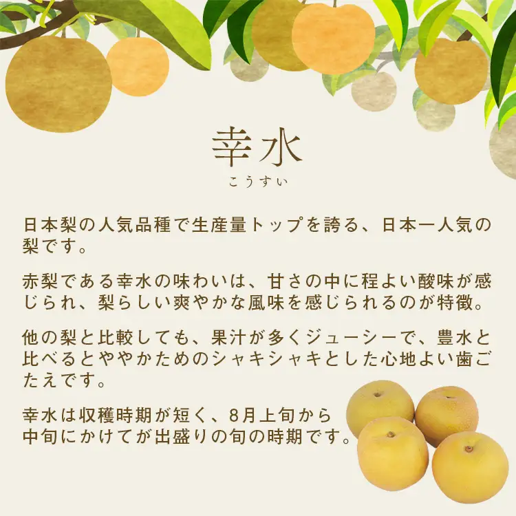 梨 幸水 約3kg 6玉～12玉 幸水