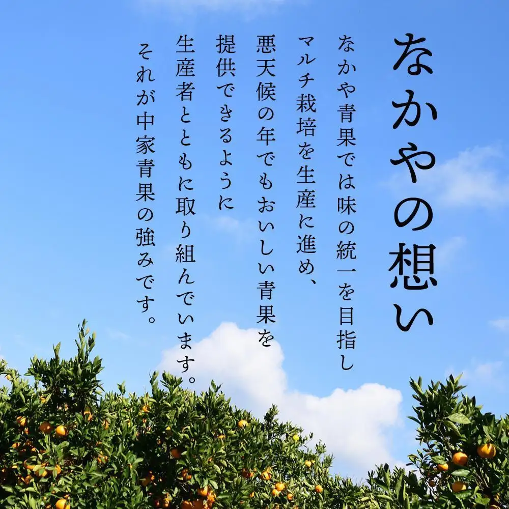和歌山県産 糖度 12.5度以上 秀品 贈答用 みかん 3kg 3S ～ Lサイズ混合 【NY1w】