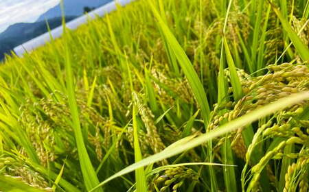 【新米受付・令和8年産米】空舞米 新潟県村上市岩船産 コシヒカリ 精米 12kg（5kg×2袋、2kg×1袋） 1063001N