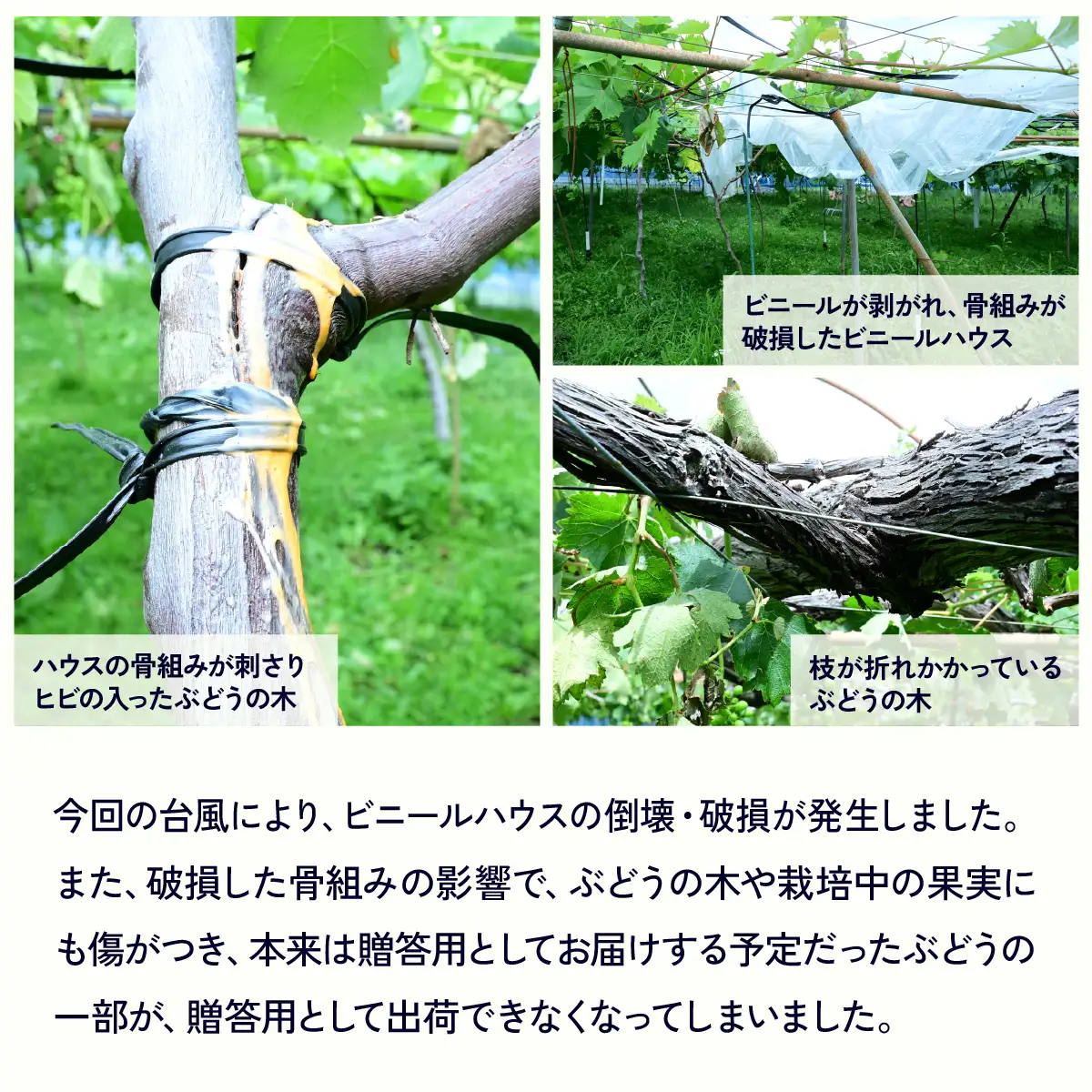 ぶどう 巨峰 種なし 4房 農家支援 災害支援  ぶどう