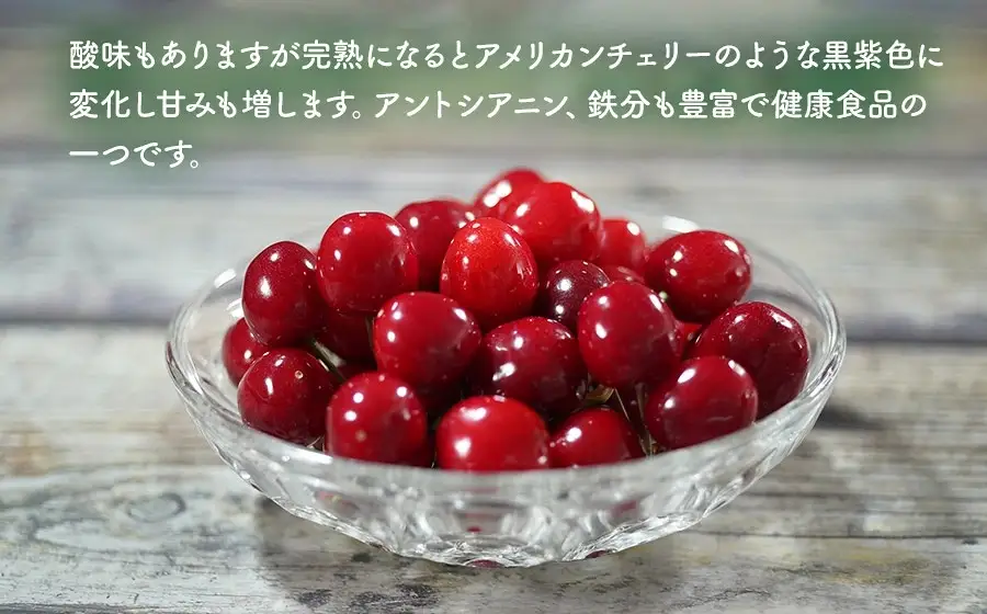 【令和9年産】 さくらんぼ 紅さやか バラ詰め 1kg（500g×2パック） 山形県鶴岡産 くにちゃん農園 K-956 