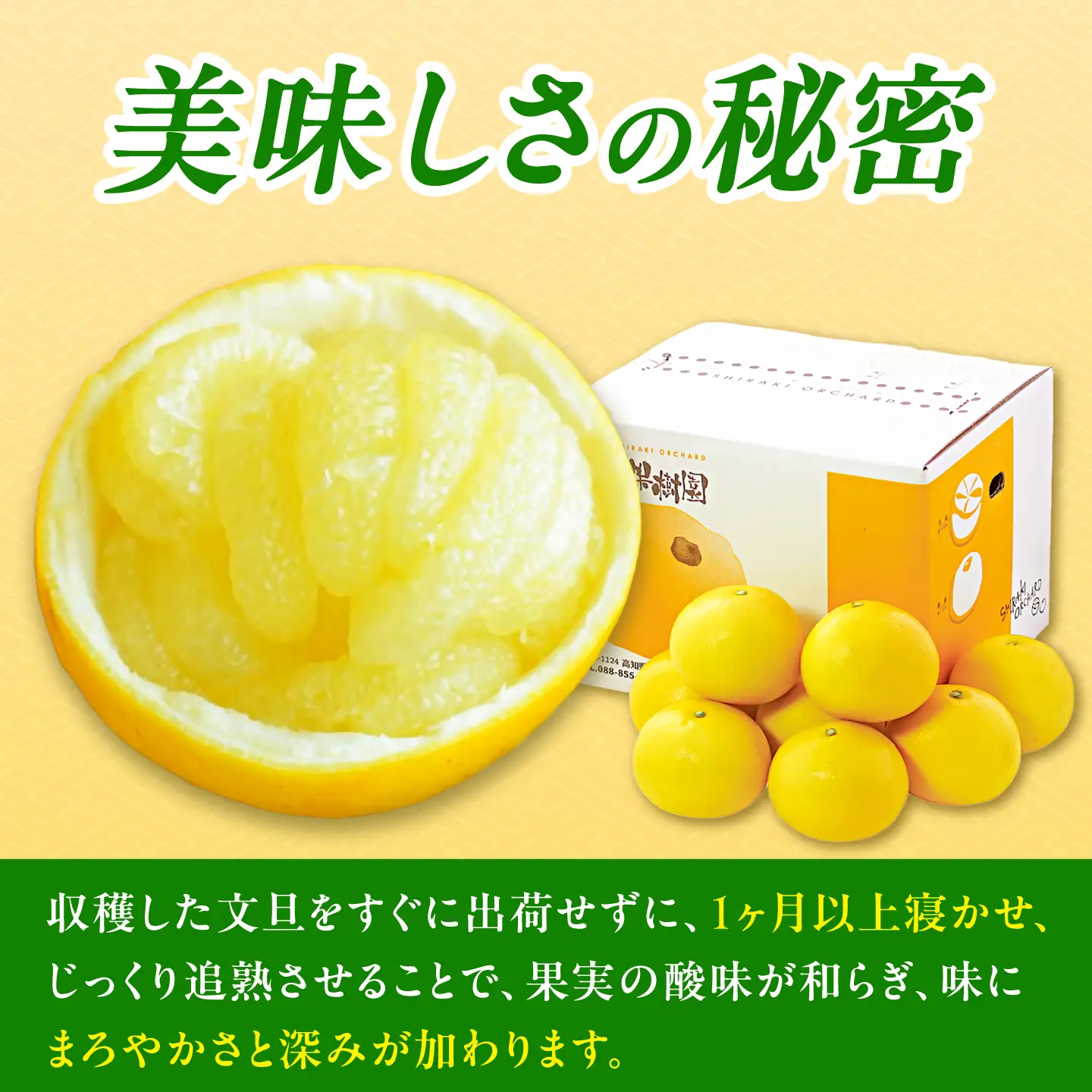 【先行予約】【果樹園直送】土佐文旦特選品贈答用　約10kg　Lから2L　（20から25個）〈2027年2月中旬から3月中旬頃発送〉高知県 土佐市【白木果樹園】 [BQAI007]