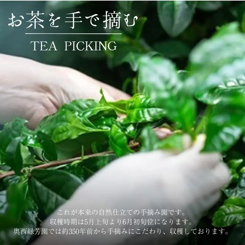 抹茶 慶雲 最高級 40g 宇治 抹茶