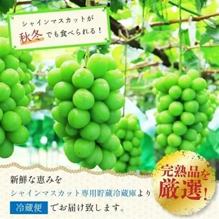 長野県中野市産　冬でも食べれる　シャインマスカット4房(2.6kg以上)【配送不可地域：離島】【1331183】