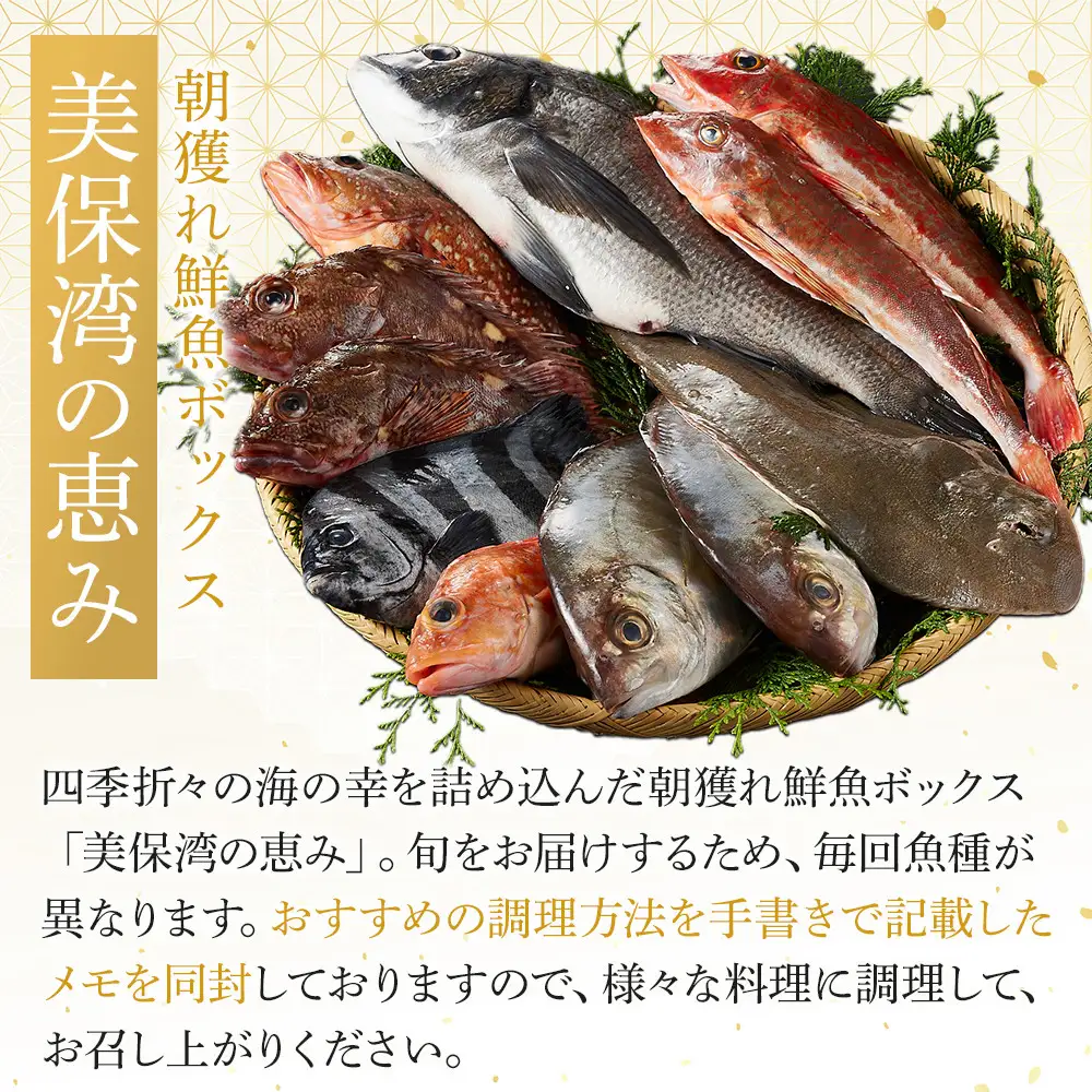 ＜火～木着※指定日不可＞＜期間限定＞＜4月上旬～10月末頃発送予定＞朝獲れ鮮魚ボックス「美保湾の恵み」(計2.5kg以上)