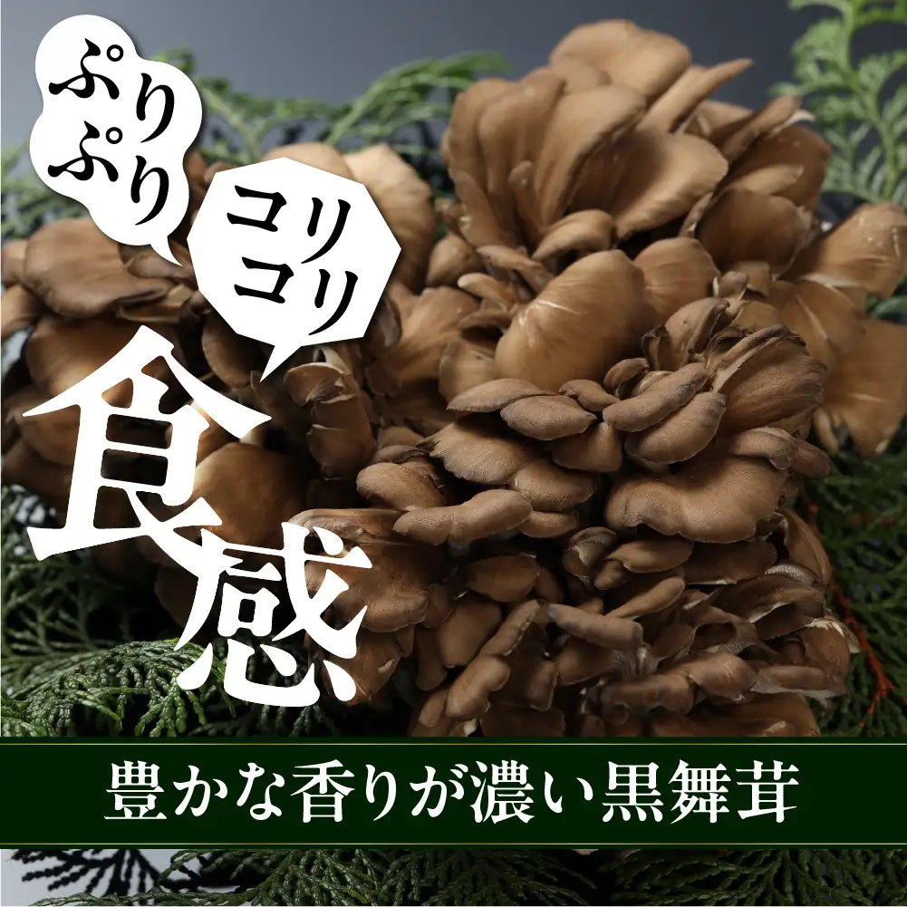 【ふるなびWEEK対象】訳あり（簡易包装）飛騨舞茸 1kg 舞茸【60-2fw】