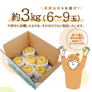 SA3035　酒田産【特選】秀玉梨　約3kg(6～9玉入)