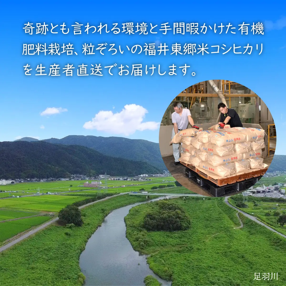 【先行予約】【無洗米】【定期便12ヶ月連続】令和8年産 新米 ふくい東郷米 特別栽培米 農薬70％減 コシヒカリ 6kg(3kg×2袋)×12ヶ月 合計72kg[O-020025_04]