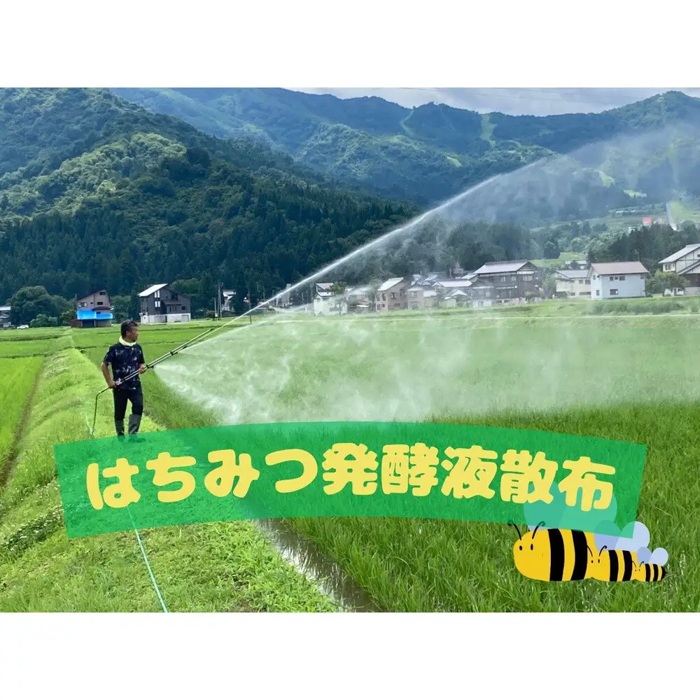 【令和8年産 新米】【定期便】新潟県南魚沼産（塩沢地区）はちみつ米コシヒカリ5kg×6か月※蜂蜜発酵液肥料栽培