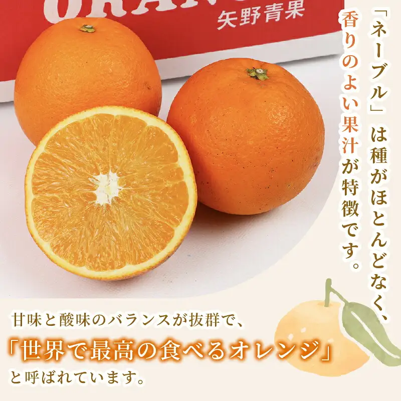 準贈答用 ネーブル オレンジ 5kg 矢野青果 オレンジ B012-171019