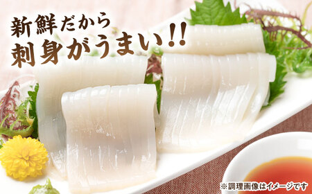 長崎県 対馬産 天然 アオリイカ 1杯 [WCN003]新鮮 冷凍 直送 イカ 水イカ 刺身 煮付け 