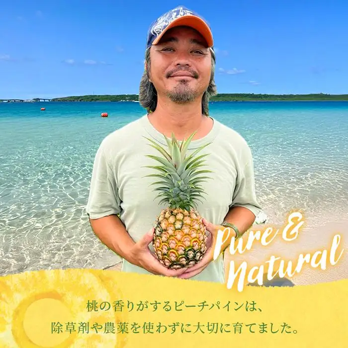 《先行予約2027年発送》 宮古島産ピーチパイン２～３玉（２kg相当）【KONAパイン】｜無農薬 ピーチパイン フルーツ パイナップル パインアップル 果物 人気 おすすめ 宮古島 沖縄 送料無料(HL001)｜沖縄 宮古島  おすすめ  母の日 ギフト