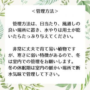 オペルクリカリアパキプス根挿し株 1本