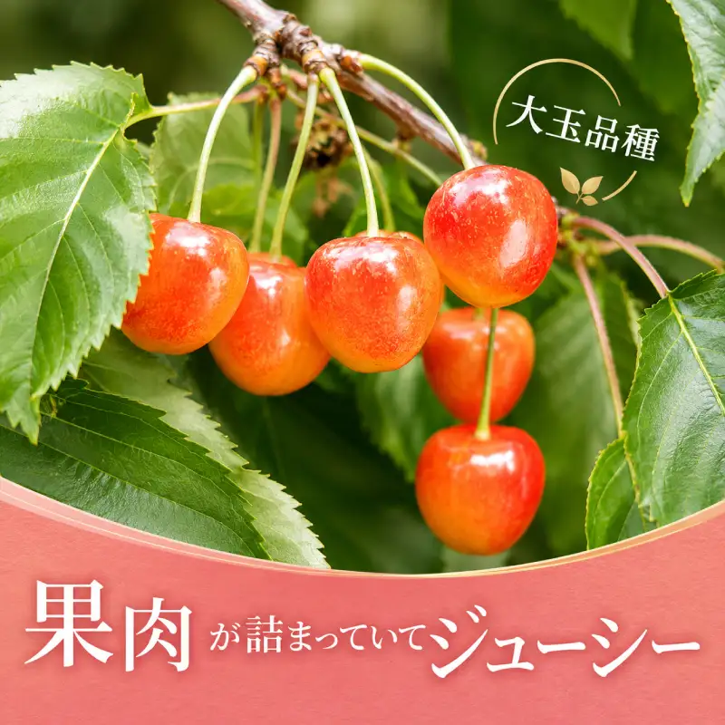 さくらんぼ 800g 南陽 Lサイズ サクランボ