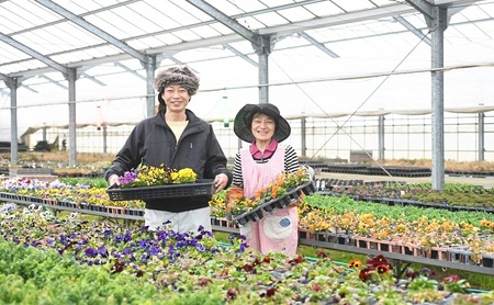 秋 の 花苗 おすすめ セット 24ポット(10月下旬～1月発送) ガーデニング 園芸 花苗