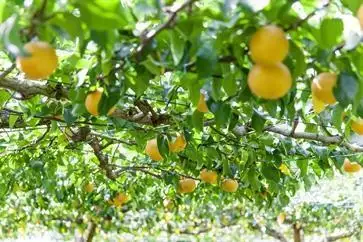 乙連沢梨園（阿久津さん）梨ギフト［豊水］2.5Kg 箱≪8月中旬～10月頃発送≫