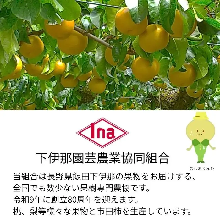 【南信州産】南水梨5kg 12～14玉入り 糖度14度以上