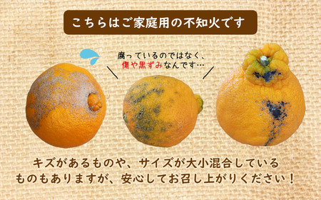 ≪訳あり≫ 不知火 8kg｜味采市場