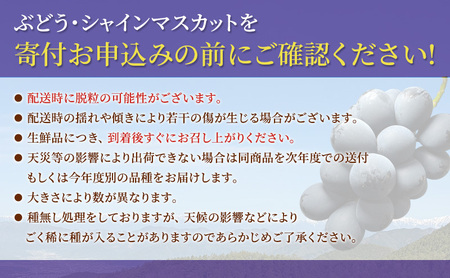 ナガノパープル 信州上田産金剛寺ぶどう 約1kg 2～3房 ぶどう 葡萄 ブドウ 長野パープル 1kg 果物 くだもの フルーツ デザート 旬の果物 旬のフルーツ 長野県 長野