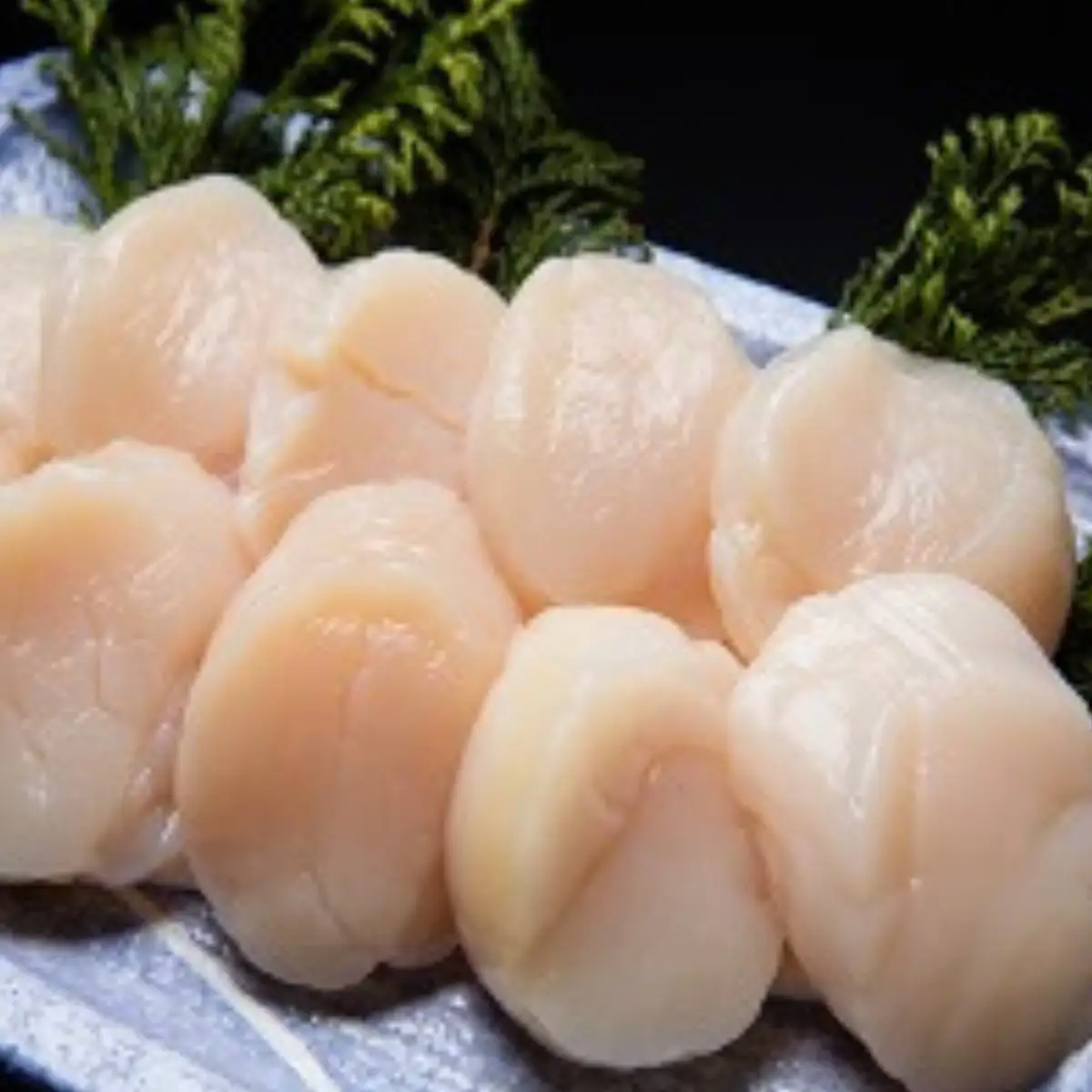 無添加お刺身帆立1箱500g(化粧箱入り)  ABAO2193 | 帆立