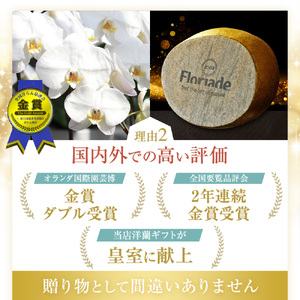 洋蘭 大輪 胡蝶蘭 3本立ち (高さ約80cm幅約50cm) 