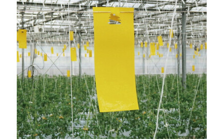 家庭菜園やビニールハウス栽培の必需品！害虫捕虫用粘着シート『NEW虫バンバン』20枚×5袋（100枚分）｜害虫対策 駆除 シート 強力 速効性 虫よけ 侵入※着日指定不可