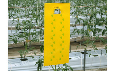 家庭菜園やビニールハウス栽培の必需品！害虫捕虫用粘着シート『ラスボスＲタイプ』20枚セット｜害虫対策 駆除 シート 強力 速効性 虫よけ 侵入※着日指定不可