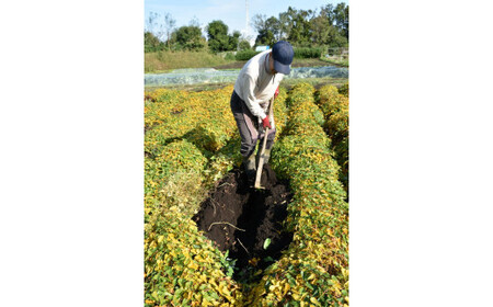 座間市特産品　大和芋　秀　3kg｜贈答品 とろろいも とろろ芋 山芋とろろ やまいも やまといも ※2022年12月上旬～2023年1月下旬頃に順次発送予定