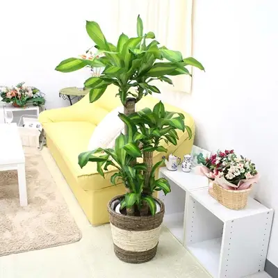 【観葉植物】幸福の木 8号 ストライプバスケット鉢カバー 高さ:約1m～1.2m(鉢底より) 土の表面：ウッドチップ 【観葉植物 インテリア 部屋 おしゃれ 福岡県 筑前町 送料無料 AG008】