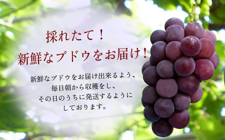 【先行予約】種なし 巨峰ブドウ (訳あり) 約3kg (7～12房)  | ぶどう 果物 フルーツ 産地直送 甘い 大分県産 九州産 中津市