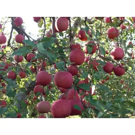 【百年続く青森のりんご農家直送】葉とらずサンふじ 　約3kg　贈答用【12月から発送開始】_果物・フルーツ りんご  リンゴ 林檎_【配送不可地域：離島】【1506061】
