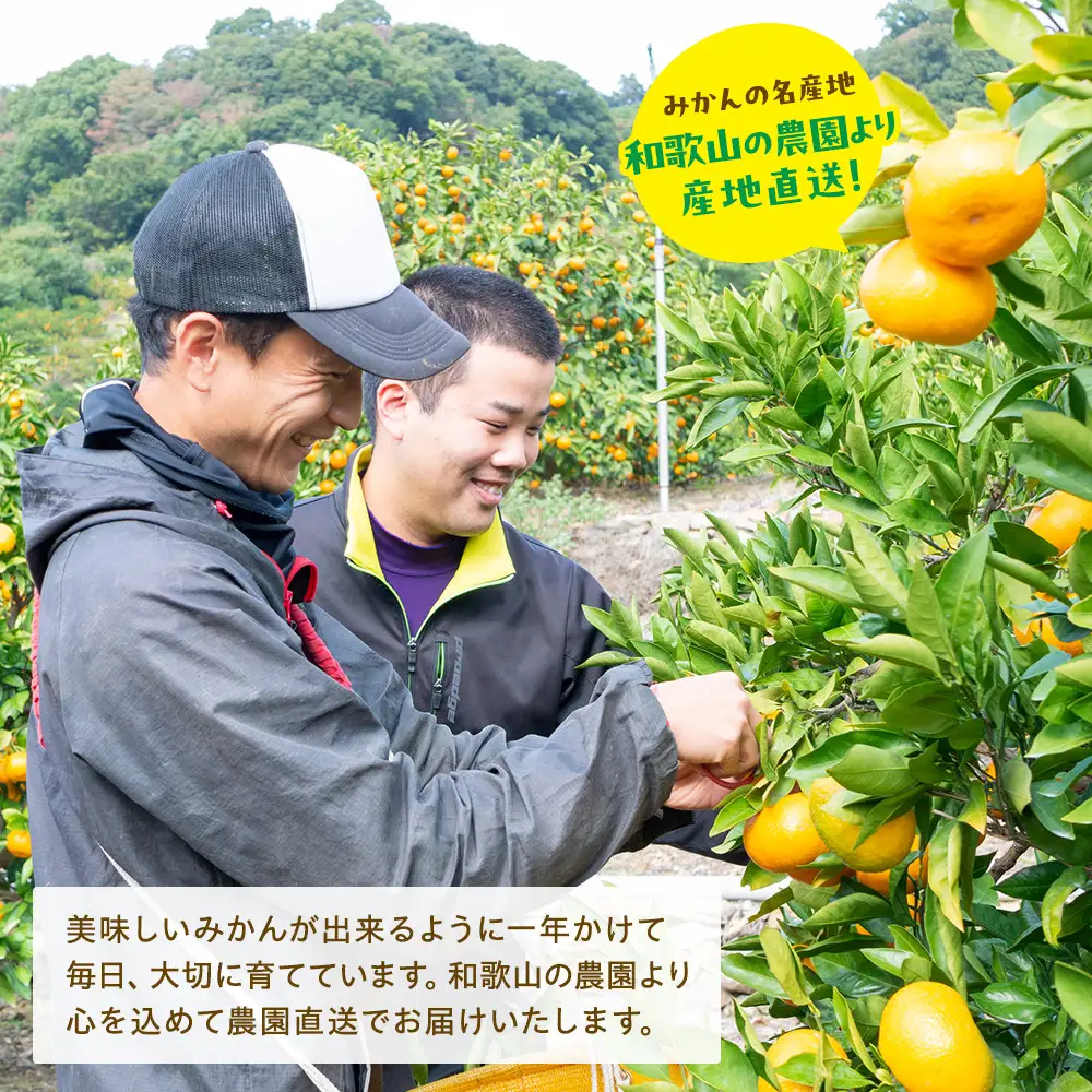 農家直送 完熟 有田みかん 10kg［先行予約 2026年12月発送 ］［MS13-2］