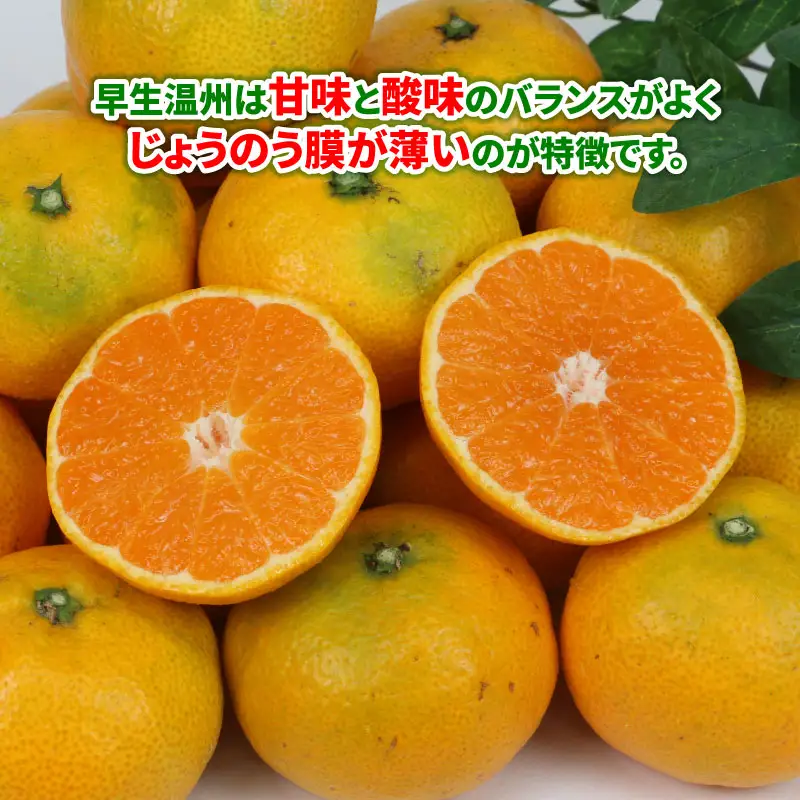 贈答用 早生みかん 宮川早生 5kg 植村農園 早生 わせ 贈答 ギフト プレゼント 果物 フルーツ 柑橘 みかん 蜜柑 産地直送 農家直送 数量限定 国産 愛媛 宇和島 B010-153008