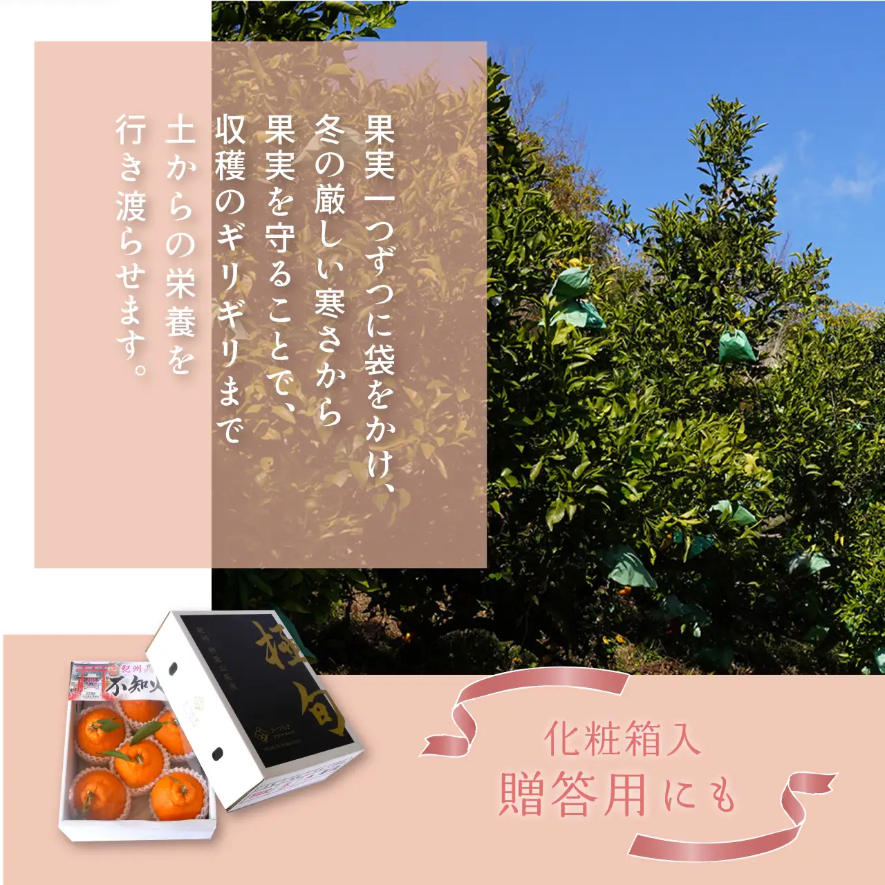 【先行予約】【数量わずか】樹上完熟しらぬい（不知火） 約2kg(6個) 秀品　2027年2月末～2027年3月末頃に順次発送予定（お届け日指定不可）/ 和歌山 みかん しらぬい 不知火 フルーツ 柑橘 蜜柑 果物 くだもの【kgr005】