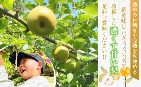 先行予約 梨 濃あま梨 約3kg 6〜10玉前後 2026年8月中旬から9月下旬発送予定